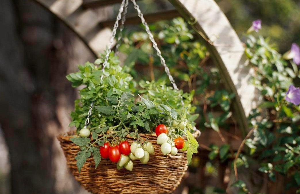 Cómo cultivar tomates en macetas colgantes, en su patio o balcón
