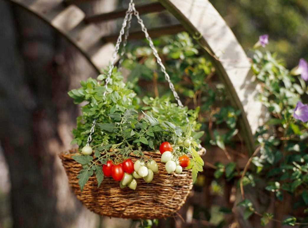 dolor de estómago mordaz Irregularidades Cómo cultivar tomates en macetas colgantes, en su patio o balcón - Verde  Vida Verde