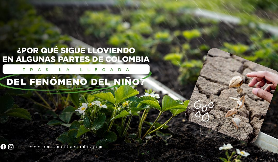Banner del blog"¡Lluvia en Tiempos de El Niño! Entendiendo el Fenómeno Climático que Desafía Expectativas en Colombia"