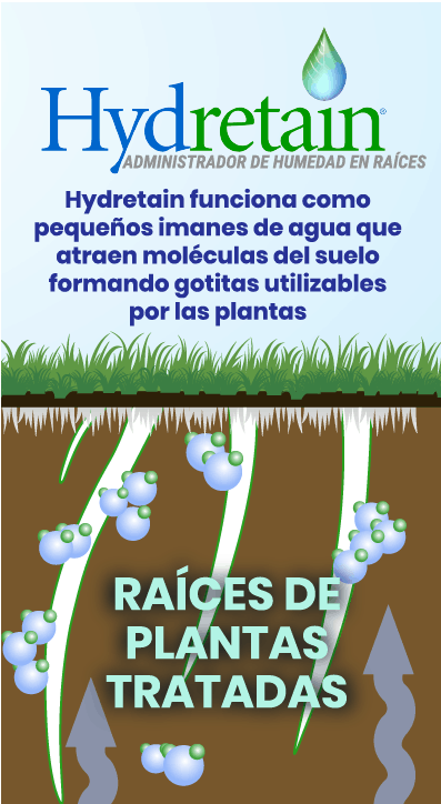 Hydretain - Raíces de plantas tratadas