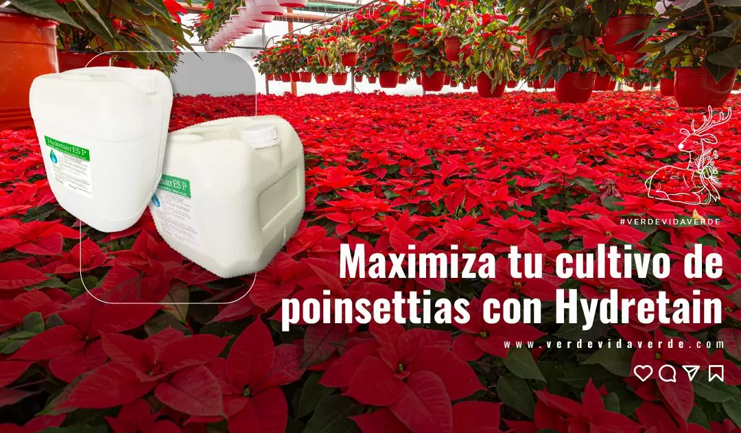 Si tienes un cultivo de Poinsettias deberías usar Hydretain por estas 6 razones.